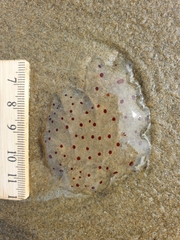 Desmonema gaudichaudi