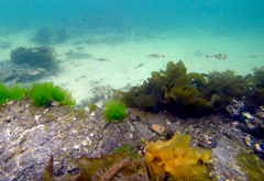 Tetractenos glaber