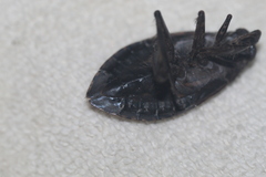 Belostoma subspinosum