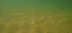 Tetractenos glaber