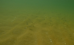 Tetractenos glaber