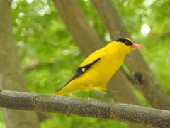 Oriolus chinensis
