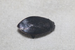 Belostoma subspinosum