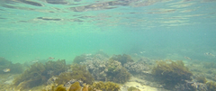 Tetractenos glaber