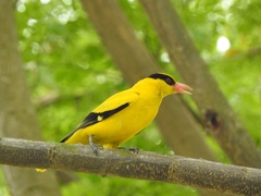 Oriolus chinensis