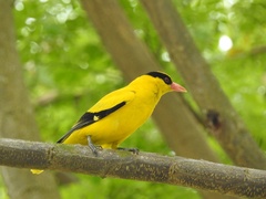 Oriolus chinensis
