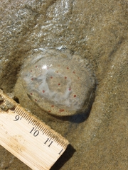 Desmonema gaudichaudi