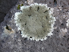 Xanthoparmelia conspersa