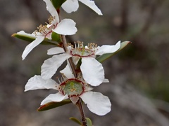 Leptospermum coriaceum