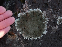 Xanthoparmelia conspersa