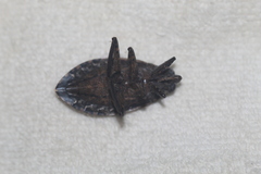 Belostoma subspinosum