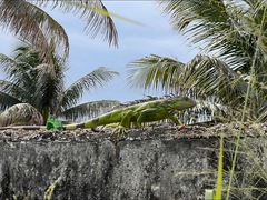 Iguana iguana