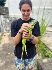 Iguana iguana