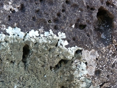 Xanthoparmelia conspersa