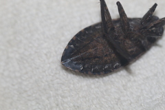 Belostoma subspinosum