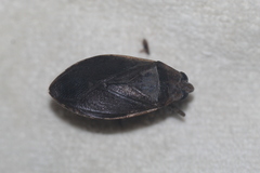 Belostoma subspinosum