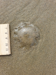 Desmonema gaudichaudi