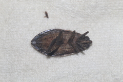 Belostoma subspinosum