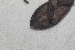 Belostoma subspinosum