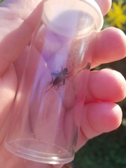 Allonemobius fasciatus