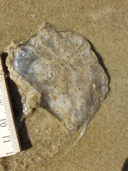 Desmonema gaudichaudi