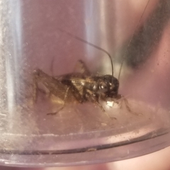 Allonemobius fasciatus