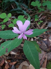 Impatiens kinabaluensis