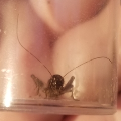 Allonemobius fasciatus