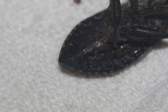 Belostoma subspinosum