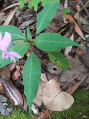 Impatiens kinabaluensis
