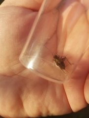 Allonemobius fasciatus