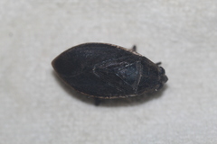 Belostoma subspinosum