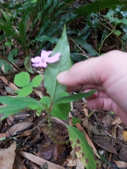 Impatiens kinabaluensis