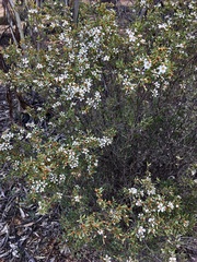 Leptospermum coriaceum