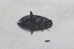 Belostoma subspinosum