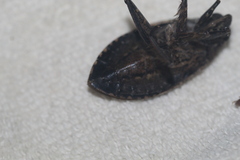 Belostoma subspinosum