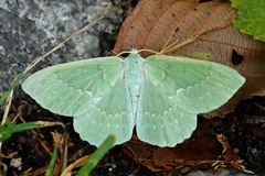 Geometra papilionaria