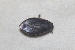 Belostoma subspinosum