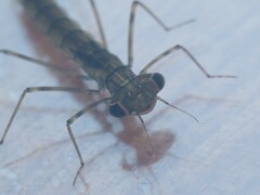 Austrolestes colensonis