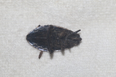 Belostoma subspinosum