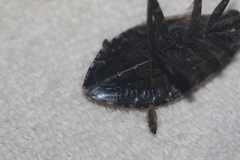 Belostoma subspinosum