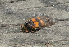 Nicrophorus vespillo