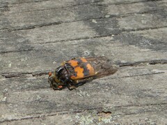 Nicrophorus vespillo
