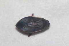 Belostoma subspinosum