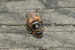 Nicrophorus vespillo