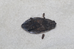 Belostoma subspinosum