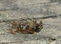Nicrophorus vespillo