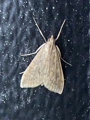 Udea ferrugalis
