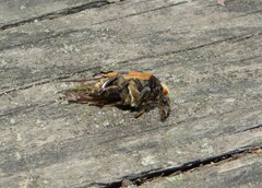 Nicrophorus vespillo
