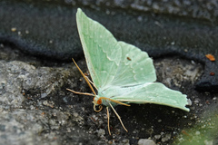 Geometra papilionaria